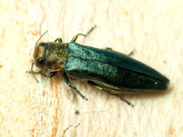 Все про самих небезпечних шкідників листяних дерев: златки, пильщики, блішки