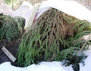 Підготовка рослин до зими: обрізка, укриття та інші прийоми захисту від холоду, рекомендації фахівців і фото