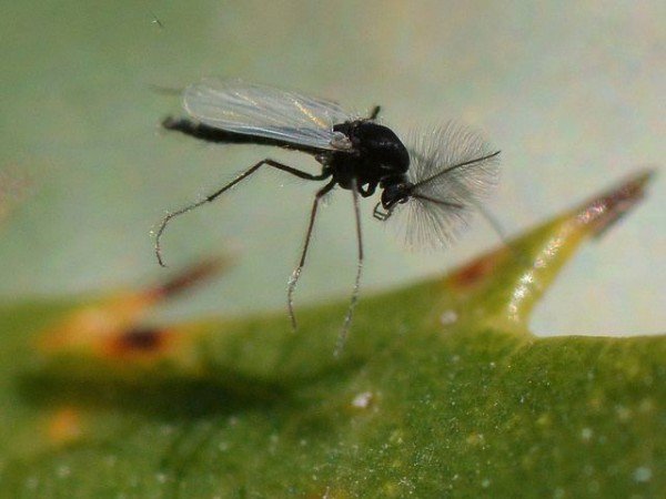 Мошки в кімнатних квітах як позбутися від них?