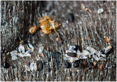 Постільні клопи – зовнішній вигляд і особливості життєдіяльності