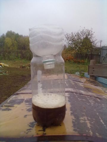 Пастка для ос: як зловити смугастого шкідника