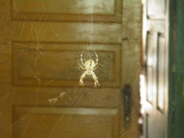 Коричневий павук відлюдник: укус може означати смерть