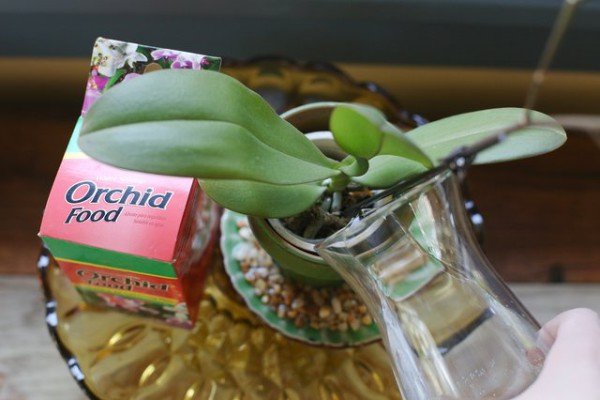 Добрива для орхідей — вибираємо кращий вид підгодівлі для цвітіння в домашніх умовах