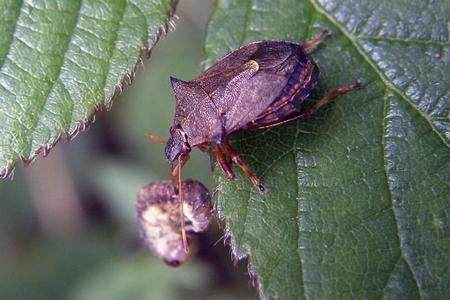 Клоп ягідний: фото та короткий опис сімейства захисників