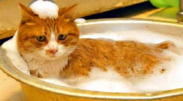 Як позбутися бліх у кошеняти швидко і без проблем