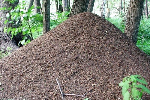 Види мурах: опис, спосіб життя і ареал розповсюдження