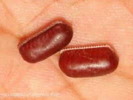 Американський тарган: фото та особливості виду