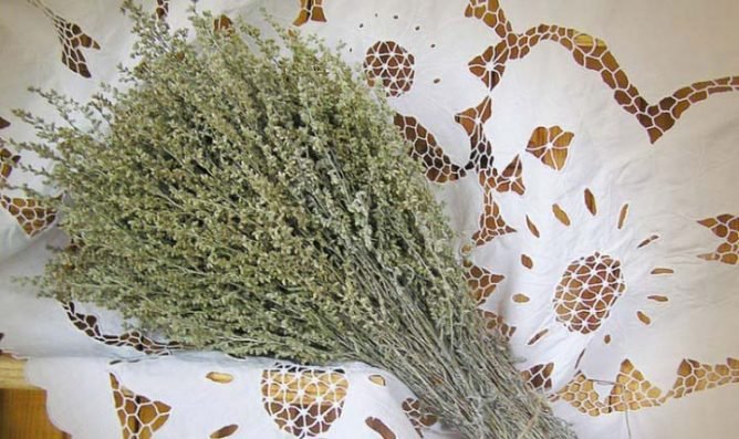 Полин від клопів: допомагає чи, відгуки про ефективність знищення