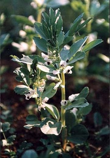 Жуки ковалики: небезпека в вашому городі