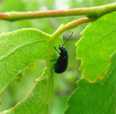 Земляні блохи – біологія комах та методи знищення