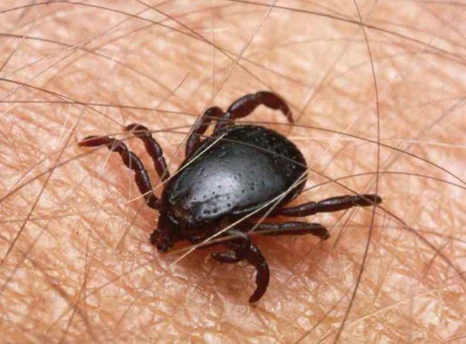 Обробка від кліщів і запобіжні заходи