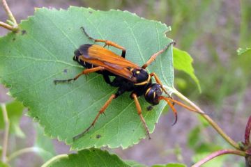 Дорожні оси: небезпечний укус маленького хижака