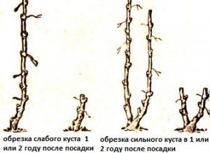 Способи формування виноградного куща