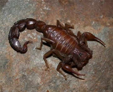 Скорпіон андроктонус або «вбиває чоловіків»