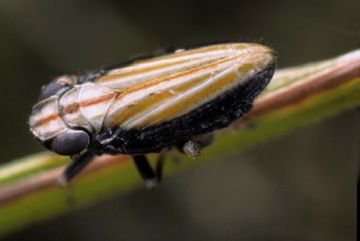 Боремося з найбільш небезпечними шкідниками лаванди: агалматиумом дволопатевою, селеноцефалусом блідим, лепиронией жесткокрылой