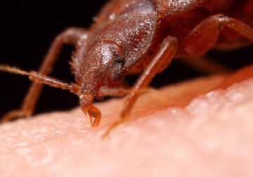 Меблеві клопи: опис, наслідки укусів, інсектициди