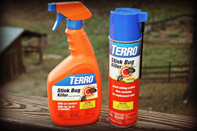 Домашні клопи – Як позбутися самостійно і швидко