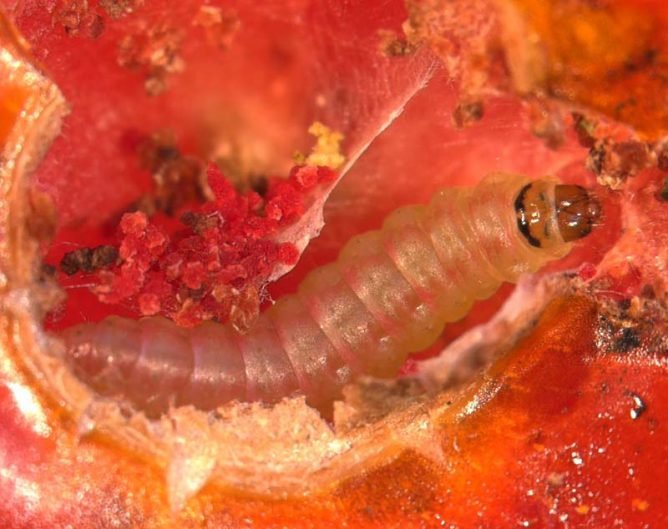 Методи боротьби з мінуючої томатною міллю