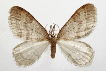 Правильна обробка саду від шкідників яблунь   пядуна обдирало, яблуневої попелиці, плодових кліщів та інших