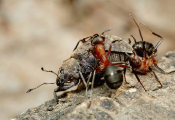 Види мурах в Росії: опис, розмноження, особливості