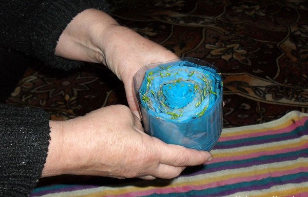 Посів насіння петунії на туалетний папір в пляшці — простий і ефективний метод вирощування розсади