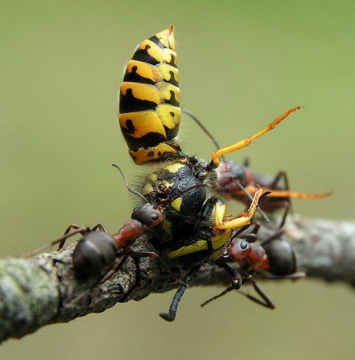 Скільки живуть мурахи різних видів?