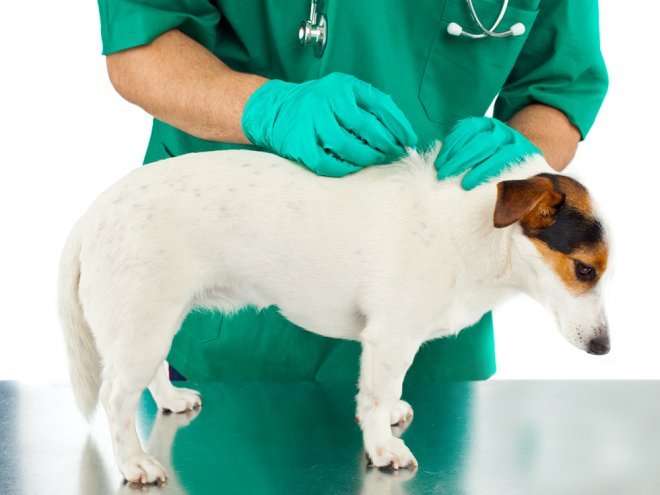 Кліщі у собак: що робити, якщо вкусив кліщ