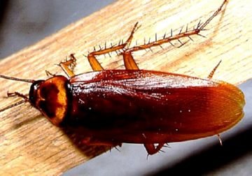 Як вивести тарганів з квартири   найбільш ефективні методи боротьби