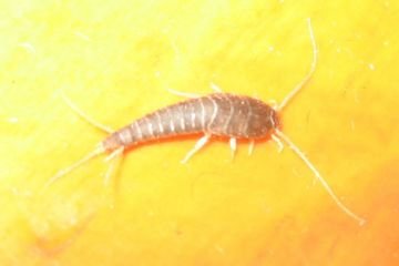 Комаха мокриця — наноситься шкода від ракообразного ворога рослин