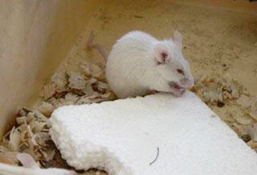 Ефективне утеплення стін в деревяному будинку зсередини