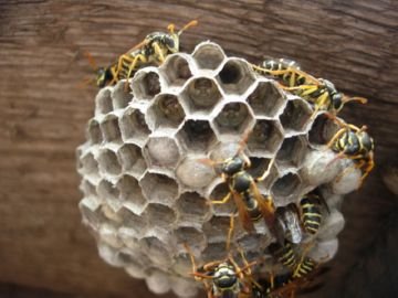 Справжні оси: хижаки і ласуни