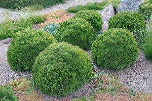 Малі елементи великого дизайну — карликові туї: особливості висадки на ділянці і опис популярних сортів