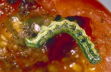 Рятуємо урожай від шкідників томатів: іржавого кліща, бавовняної совки, білокрилок та медведок