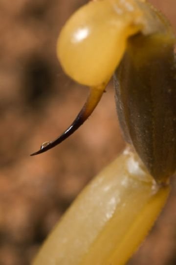 Скорпіон leiurus quinquestriatus: особливості, небезпека для людини, лікування укусу
