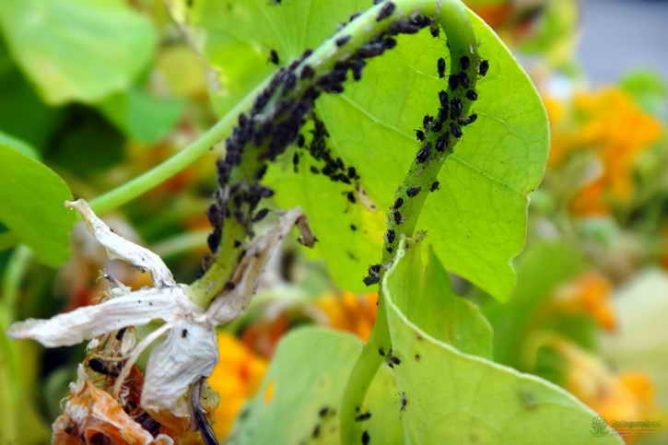 Попелиця на огірках: як боротися, чим обробити, народні засоби