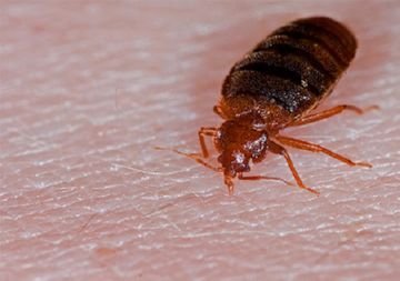 Гас і денатурат від клопів: застосування, результат, відгуки