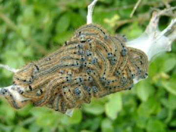 Грушевий квіткоїд та інші шкідники: рятуємо груші