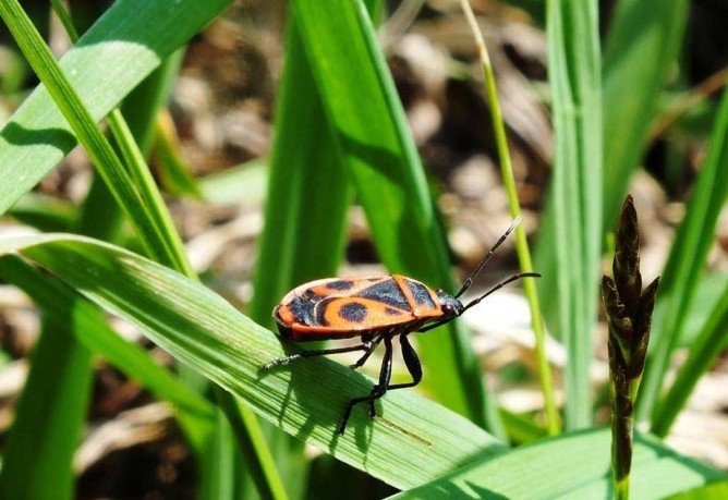 Клоп солдатик у будинку: шкода і як позбутися