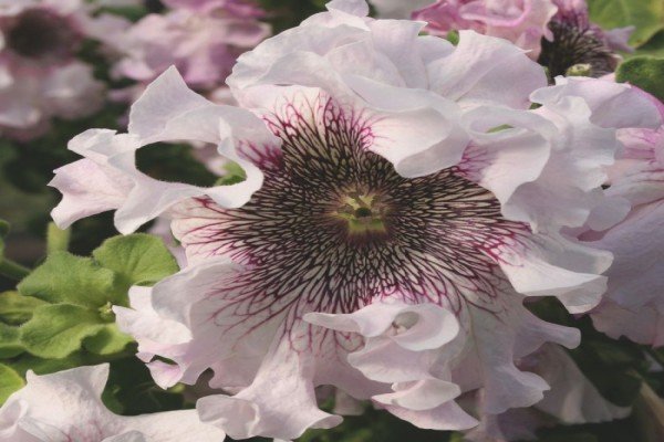 Петунія крупноквіткова: огляд сортів і особливості вирощування