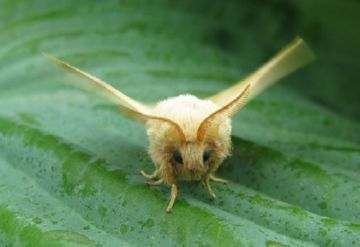 Кільчастий коконопряд: морфологія, розвиток, заходи боротьби