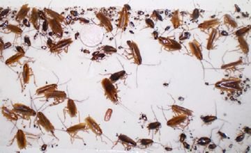 Як позбутися від тарганів в домашніх умовах Як позбутися від тарганів в домашніх умовах