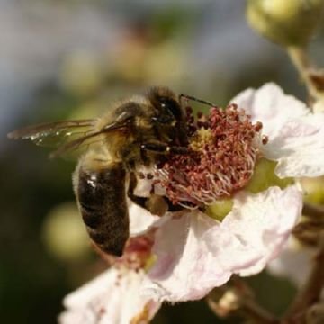 Види бджіл: медоносна бджола і її родичі