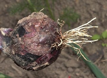 Напад цибулевої мухи. Що робити?