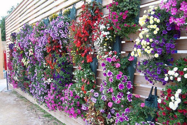 Вертикальні клумби для петунії своїми руками: варіанти оформлення, посадка і подальший догляд за рослиною