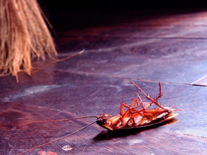 Куди пішли таргани з квартир