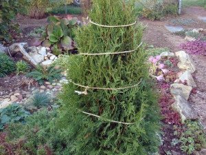 Догляд за туями взимку та після зими: готуємо чагарник до зимівлі і до адаптації навесні