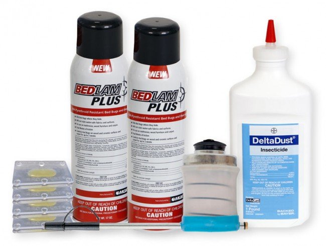 Як позбутися від клопів у квартирі — швидко і без наслідків