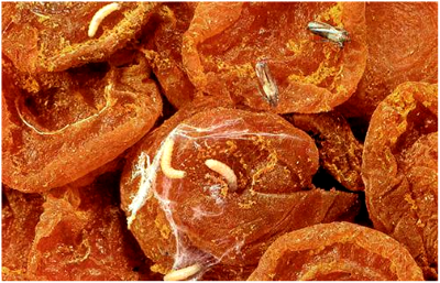 Харчова моль: як позбутися цієї комахи?