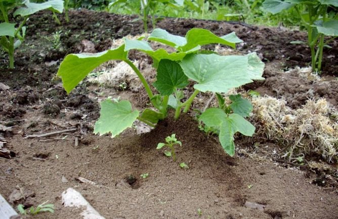 Як вивести мурах з городу народними засобами