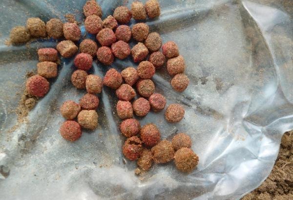 Коли труїти вовчка навесні: ефективні способи